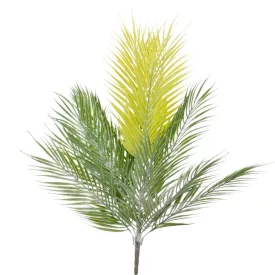 Datolyapálma bokor 15ágú M76cm 12db/#