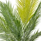 Datolyapálma bokor 15ágú M76cm 12db/#