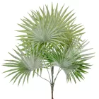 Legyező pálma 8ágú hamvas M52cm 24db/#