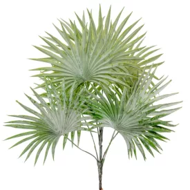 Legyező pálma 8ágú hamvas M52cm 24db/#