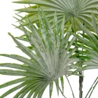 Legyező pálma 8ágú hamvas M52cm 24db/#