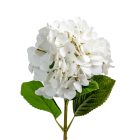 Hortenzia szálas gumi fehér M64cm 30db/#