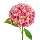 Hortenzia szálas mix M65cm 40db/#