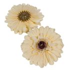 Gerbera virágfej őszi krém D12cm 12db/csom.