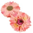 Gerbera virágfej őszi rózsaszín D12cm 12db/csom.