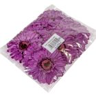 Gerbera virágfej őszi lila D12cm 12db/csom.