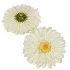 Gerbera virágfej krém D12cm 12db/csom.