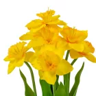 Nárciszos dísz 7v. M31cm 16db/#