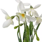 Hóvirág pick M30cm 24db/#