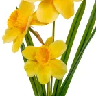 Nárcisz ág gumi 3v. M42cm 12db/#