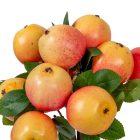 Alma termés köteg piros-sárga M32cm 24db/#