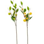 Citrom terméses ág M80cm 24db/#