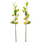 Citrom terméses ág M68cm 30db/#