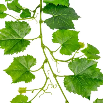 Szőlő leveles girland GR 156cm