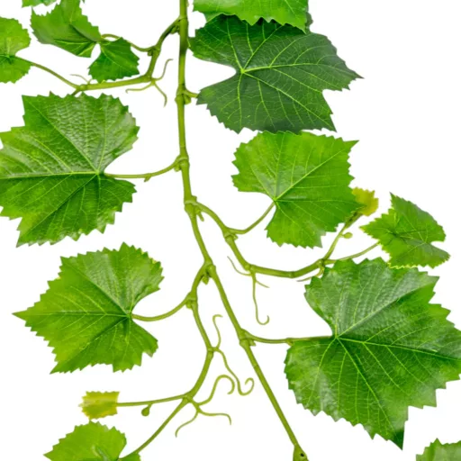 Szőlő leveles girland GR 156cm