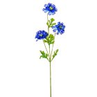 Búzavirág szálas 3v. M70cm 48db/#