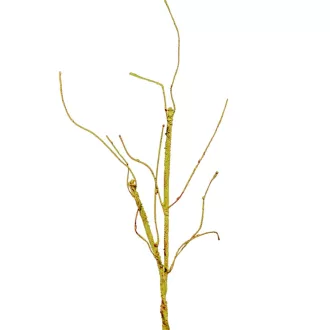 Mohás ág zöld M55cm 60db/#