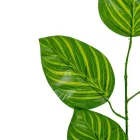 Leveles ág M52cm 12db/köteg