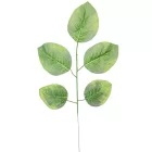 Leveles ág M56cm 12db/köteg