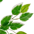 Fikusz leveles ág M60cm 12db/köteg