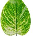 Levél M46cm 12db/köteg