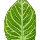 Levél M45cm 12db/köteg