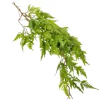 Páfrány futó 80cm 24db/#