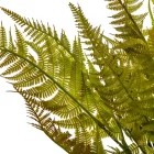 Páfrány bokor 7ágú M45cm 48db/#