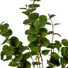 Eukaliptusz bokor 7ágú zöld M46cm 30db/#