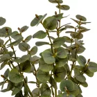 Eukaliptusz bokor 7ágú  világos zöld M46cm 30db/#