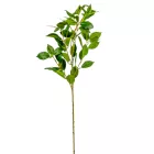 Fikusz ág zöld M78cm 24db/#