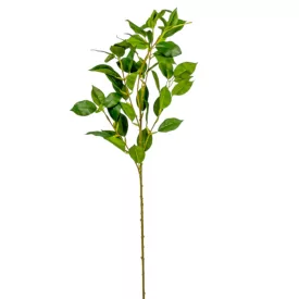 Fikusz ág zöld M78cm 24db/#