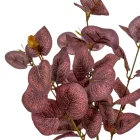 Eukaliptusz bokor 5ágú mix M35cm 48db/#