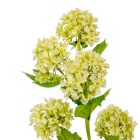 Bangita ág 5v. zöld M76cm 24db/#