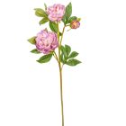 Peoni ág 3v. lila M76cm 12db/#