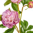 Peoni ág 3v. lila M76cm 12db/#