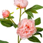 Peoni ág 3v. mix M76cm 12db/#