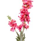 Szarkaláb szálas sötétrózsaszín M85cm 36db/#