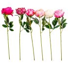 Peoni szálas mix M55cm 48db/#