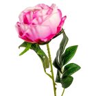 Peoni szálas mix M55cm 48db/#