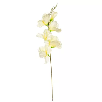 Kardvirág szálas krém M55cm