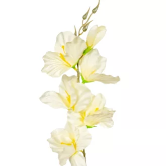 Kardvirág szálas krém M55cm