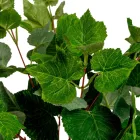 Borostyán bokor 4ágú M45cm 12db/#