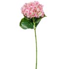 Hortenzia szálas rózsaszín M65cm 12db/#