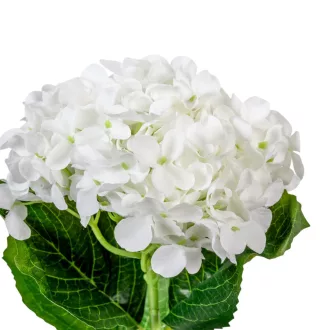 Hortenzia szálas fehér M35cm 12db/#