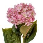 Hortenzia szálas mályva M60cm 24db/#