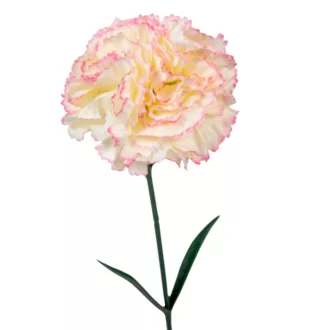 Szegfű szálas mix M60cm 72db/#
