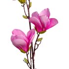 Magnólia ág 4v. mix M80cm 36db/#