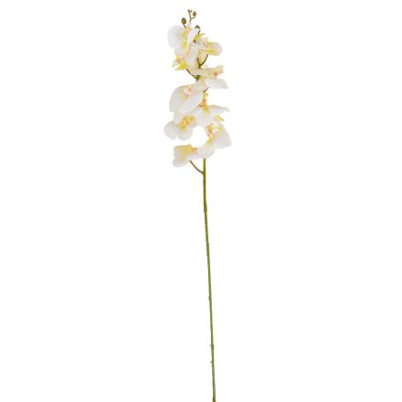 Orchidea szálas gumi M106cm 36db/#