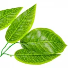 Magnólia leveles ág M65cm 12db/szín/köteg 720/#